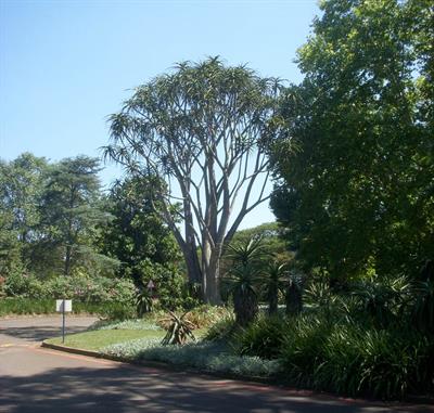 Large Tree Aloe