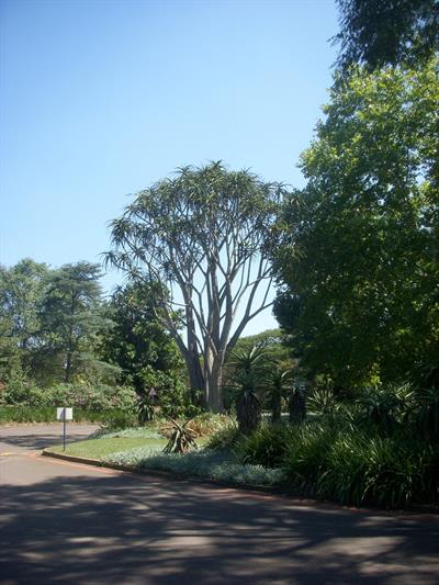 آلوئه درختی