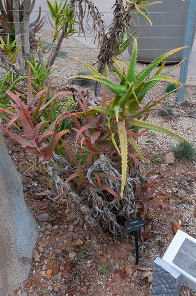 Aloe dawei