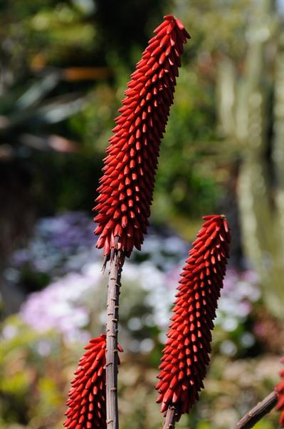 Aloe excelsa