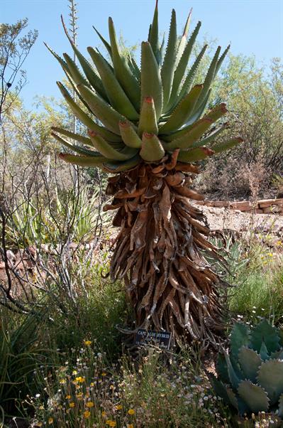 Aloe ferox