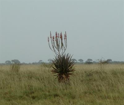 Aloe ferox - آلوئه فروکس