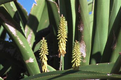 Aloe ferox