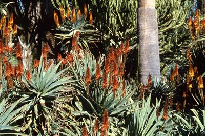 Aloe ferox - آلوئه فروکس