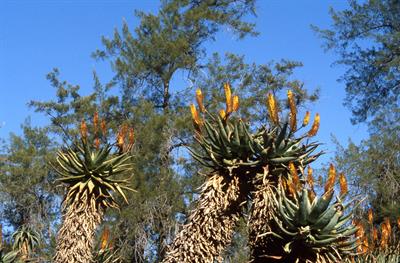 Aloe ferox
