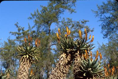 Aloe ferox - آلوئه فروکس
