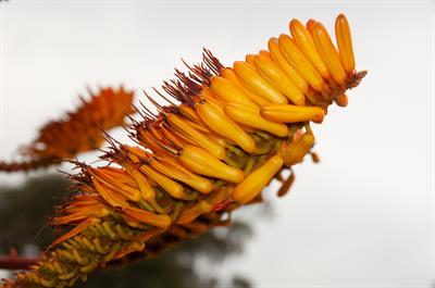 Aloe marlothii