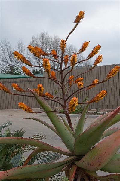 Aloe marlothii