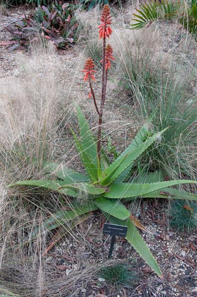 Aloe massawana 