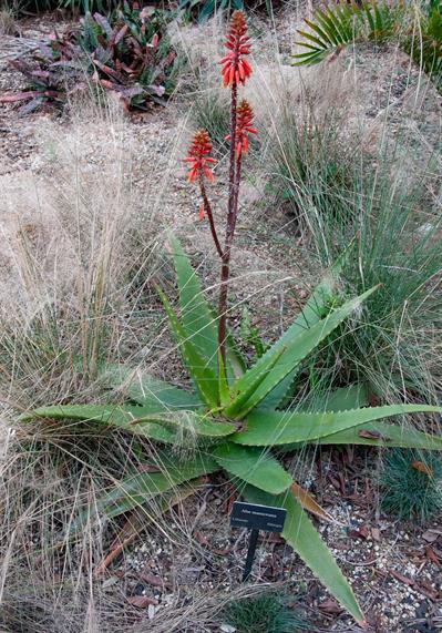 Aloe massawana