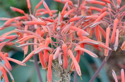 از خانواده Asparagaceae