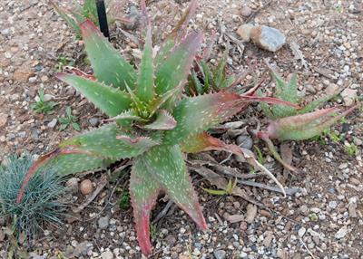 از خانواده 	Xanthorrhoeaceae