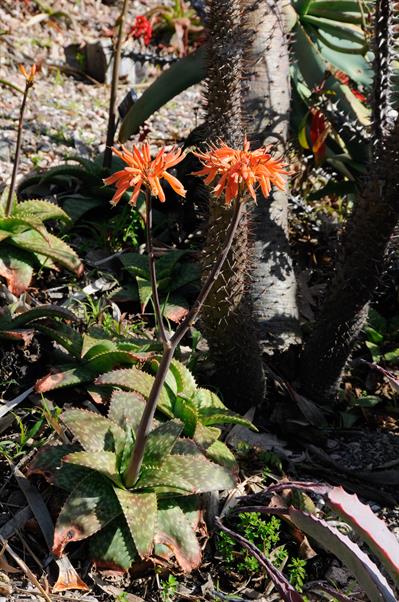 Aloe rauhii