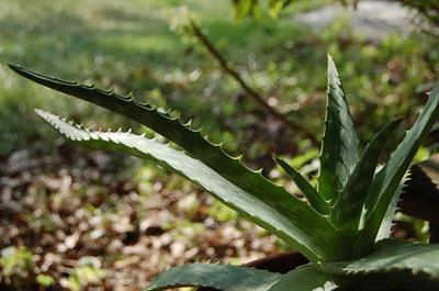 Aloe saponaria