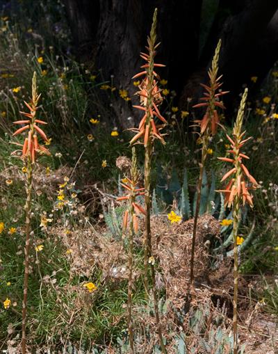 Aloe schomeri