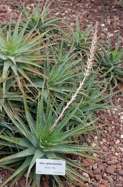 Aloe spinosissima