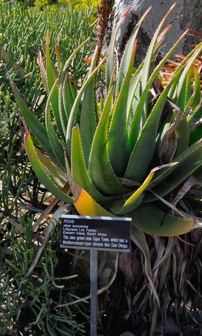  Fynbos aloe