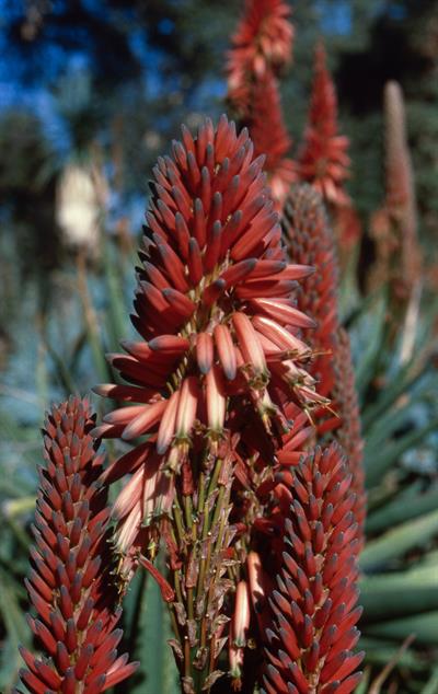 Aloe suprafoliata
