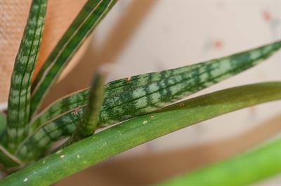 Aloe variegata