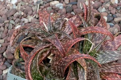 Aloe variegata - آلوئه واریگاتا