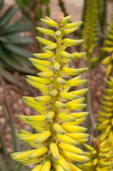 Aloe vera