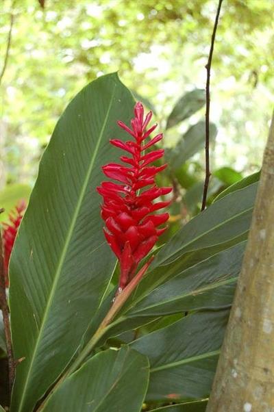 Alpinia purpurata - زنجبیل قرمز زینتی