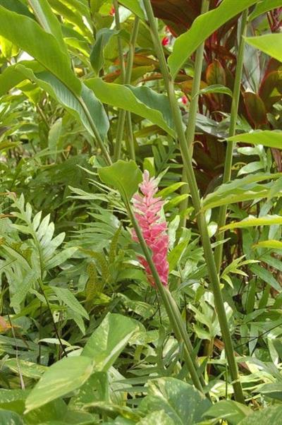 Alpinia purpurata - زنجبیل قرمز زینتی