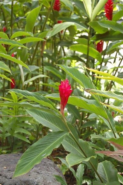 Alpinia purpurata
