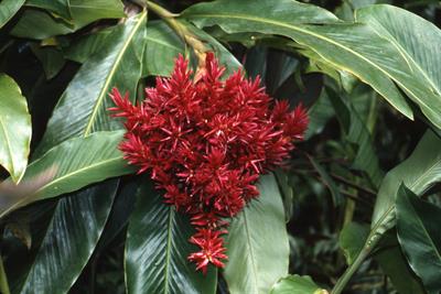 Alpinia purpurata - زنجبیل قرمز زینتی