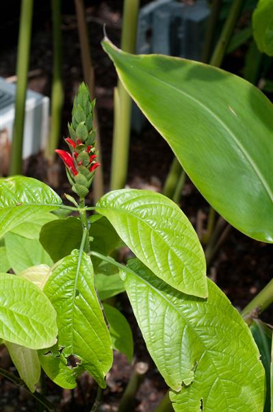 shell ginger