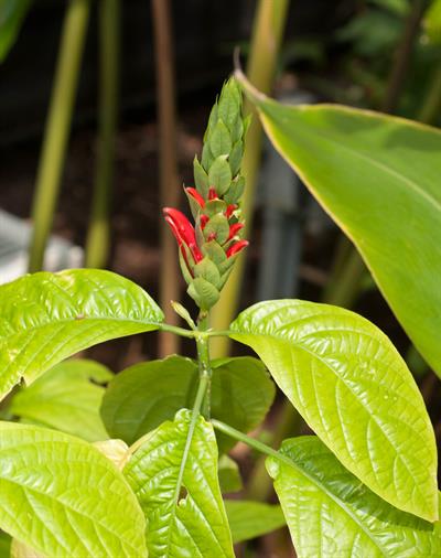 Alpinia zerumbet - زنجبیل صدفی
