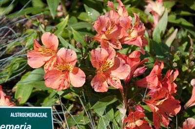 Alstroemeria