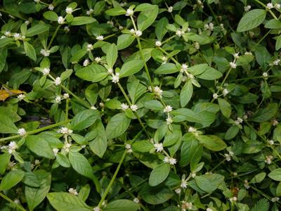 Alternanthera - آلترنانترا