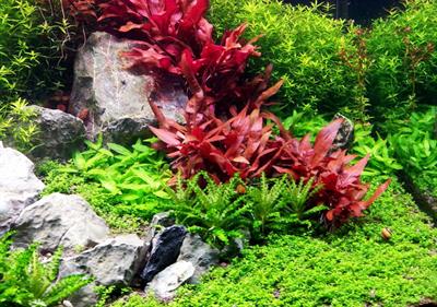 Alternanthera