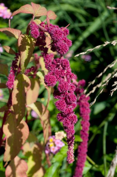 Amaranthus