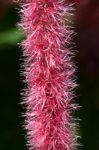 Amaranthus caudatus - گل حلوا