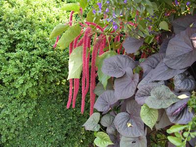 Amaranthus caudatus - گل حلوا
