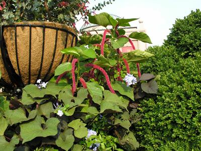 Amaranthus caudatus - گل حلوا