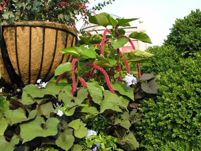 Amaranthus caudatus - گل حلوا