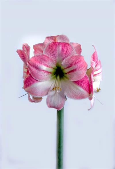Amaryllis