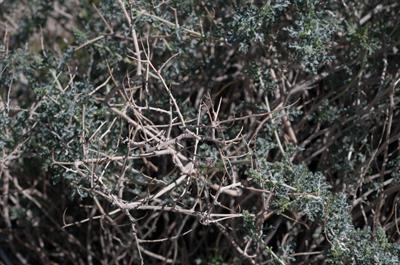 Ambrosia dumosa