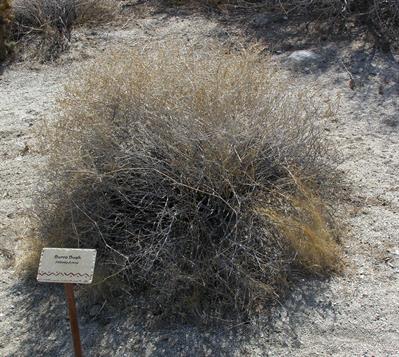 Ambrosia dumosa (A. Gray) Payne