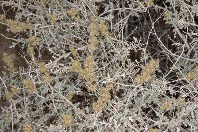 Ambrosia dumosa (A. Gray) Payne