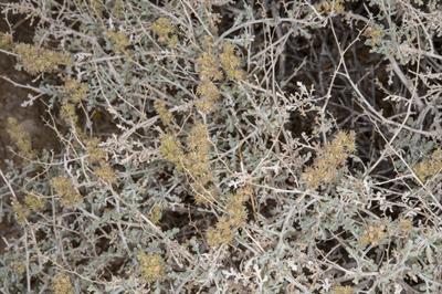 Ambrosia dumosa - آمبروزیا بیابانی