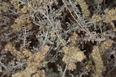 آمبروزیا بیابانی