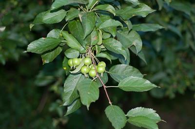 Amelanchier