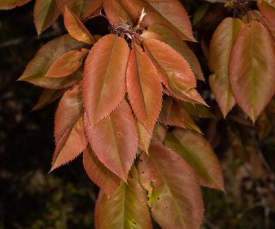 Amelanchier canaden - آملانشیۀ کانادایی (سرویس‌بری کانادایی)