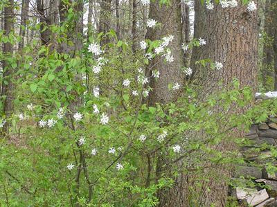 Amelanchier canadens