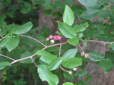 Amelanchier canaden
