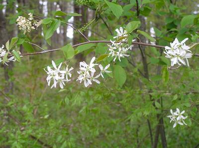  shadblow serviceberry، بومی کانادا